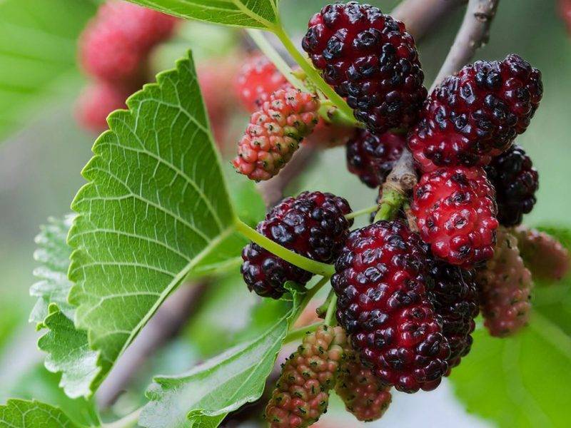 Шелковица купить саженцы из питомнике в Шали