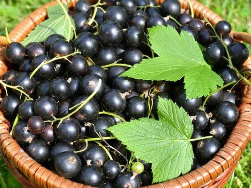 Смородина купить саженцы из питомника в Шали