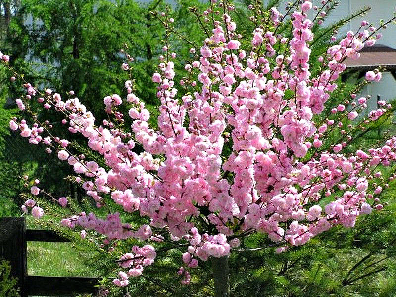 Миндаль купить саженцы из питомника в Шали