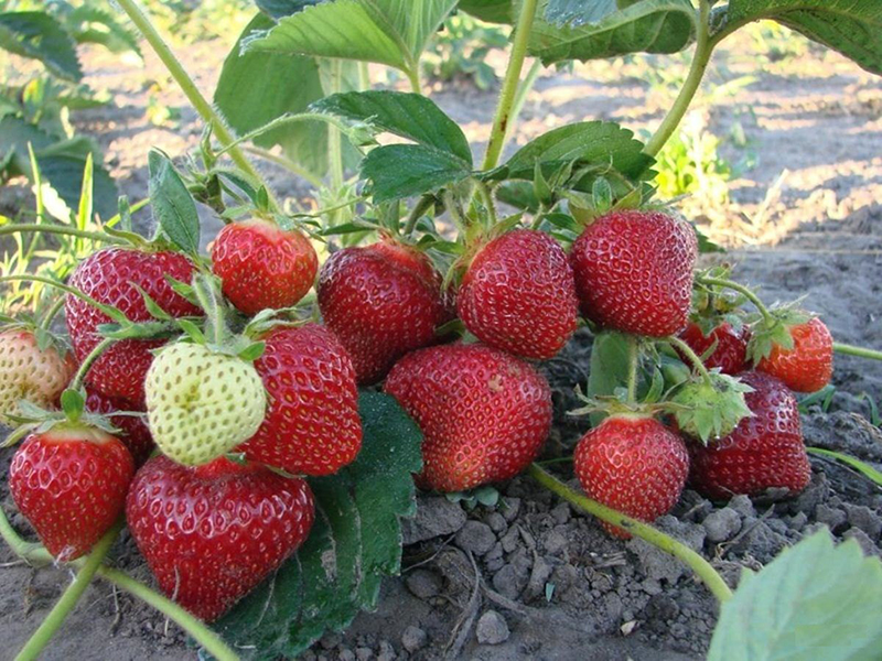 Клубника купить саженцы из питомника в Шали