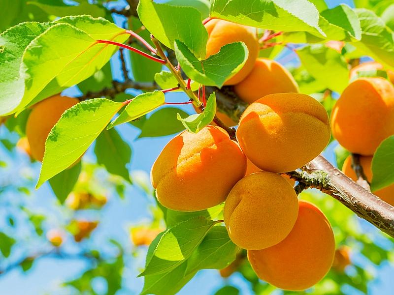 Абрикос купить саженцы из питомнике в Шали