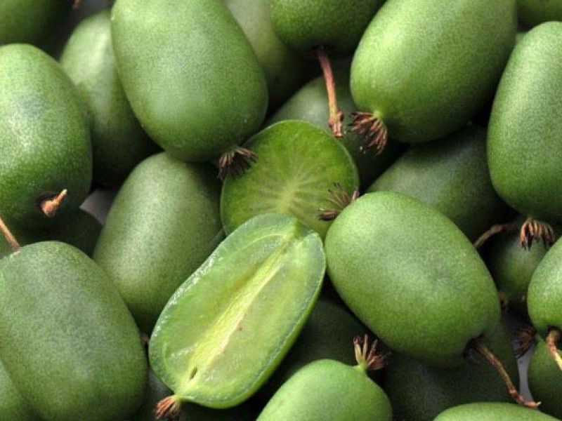 Актинидия купить саженцы из питомнике в Шали