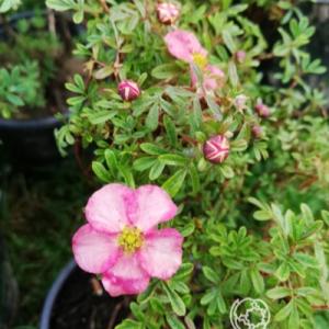 Лапчатка "БЕЛИССИМА" (стакан Р9)