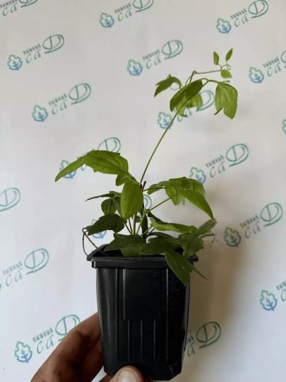 Клематис Лемон Дрим (княжик)
