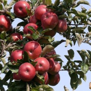 Яблоня "ВИСТА БЕЛЛА"