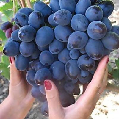 Виноград "МАВР"